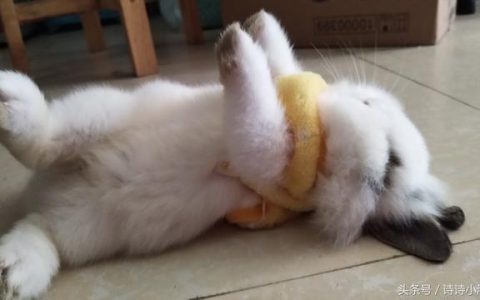 什么姿势可以吃到小兔子（吃小兔子的绝妙姿势）