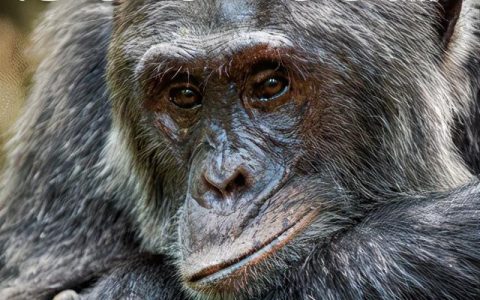 mutualism（Exploring the Benefits of Mutualism）