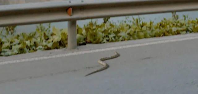 「伪装」的港片大佬，今天终于曝光