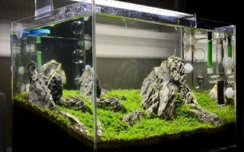 尼特利铁肥怎么样，水草红草怎么养殖