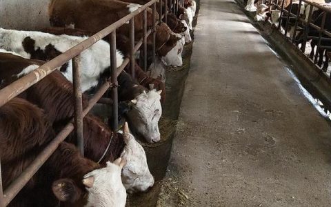 巴中养牛怎么样，巴中养牛怎么样最好