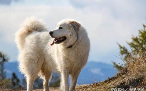 大白熊对主人怎么样，大白熊犬长啥样