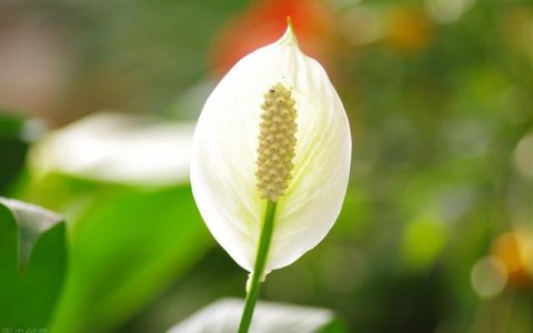 一帆风顺花怎么样，白掌花期怎么养护