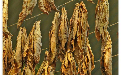中国烟草质量怎么样，教你看烟草的产量质量怎么样