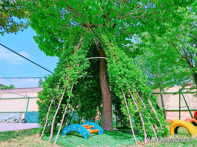 美翻了！快来看看这些藏在潍坊校园里的夏日美景