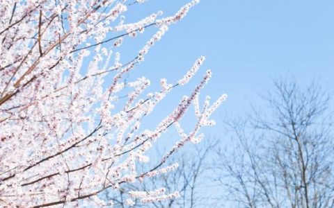 属猪的今年感情怎么样，属猪人生于二月份运势