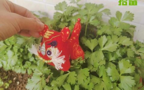 布老虎怎么样做，布老虎教程亲手做
