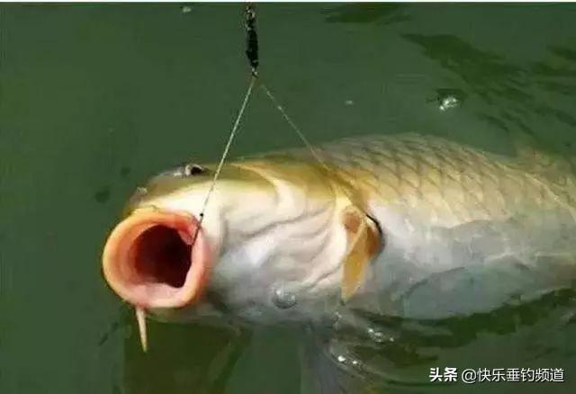 巧用细线搏大物，这样的遛鱼过程才爽！