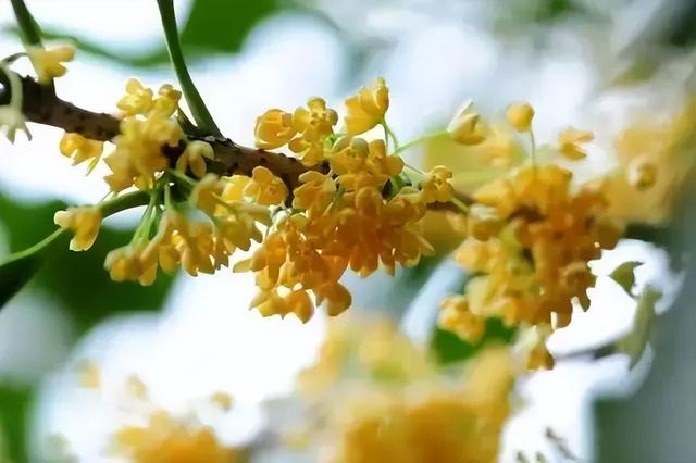 你知道华中师范大学吗？