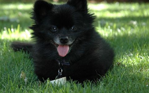 查看拥有松狮犬的宠物繁殖者