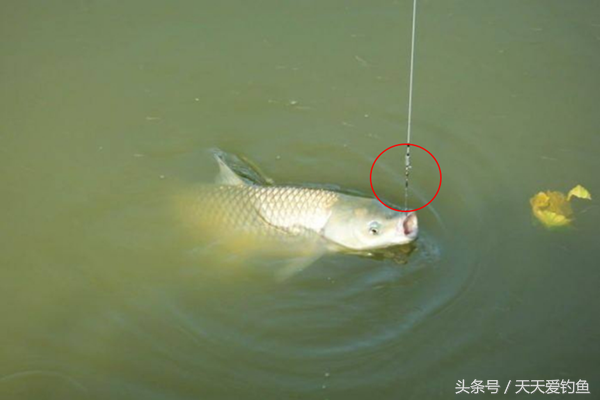 野钓浮漂应如何选择？如何保证灵敏度，又减少闹小鱼