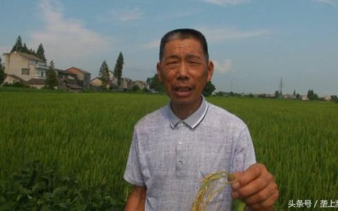怎么样把水稻产量高，怎么样把水稻产量高一些