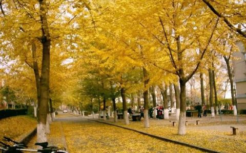 西南林业大学研究生处(西南林业大学研究生院)