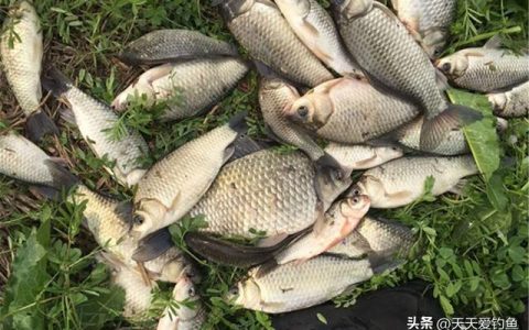 传统钓夏天效果怎么样，春季野钓,用这些自制素饵,吃钩的全是大鲫鱼