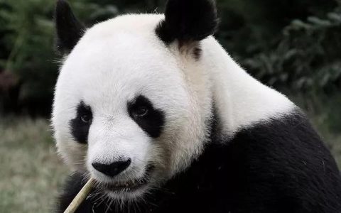 北大附中成都新津实验学校(北大附中成都新津实验学校成人典礼)