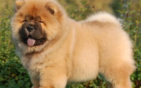 松狮狗怎么样，松狮犬为什么很少人养