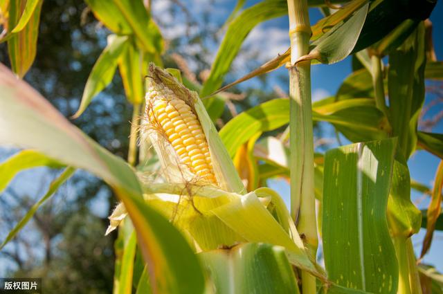 通渭县粮饲兼用及青贮型玉米抗旱高效栽培技术，种植户可借鉴