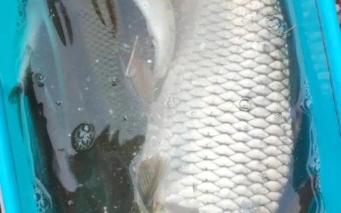 千里香钓鱼怎么样，千里香钓鱼怎么样好用吗