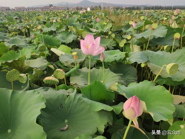 凡事预则立，种植白莲选什么品种，太空莲36号还是建选17号？