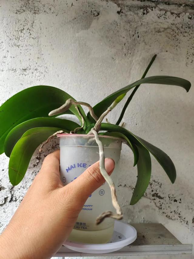 为啥水培植物一直养水里能活，土培植物水多就烂根黄叶？