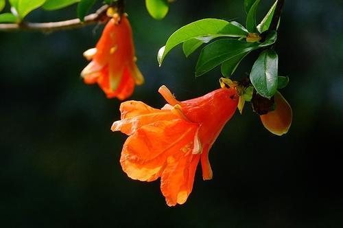 火红的石榴花，挂满枝头，点燃夏日激情