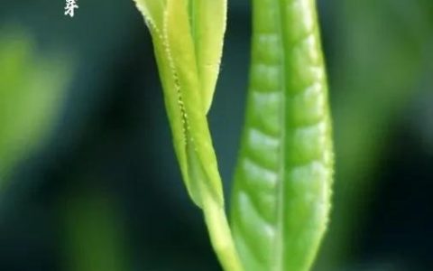 太平猴魁怎么样，太平猴魁绿茶的功效