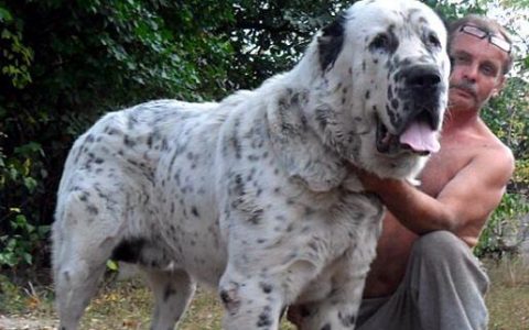 中亚犬性格怎么样，中亚牧中亚牧羊犬