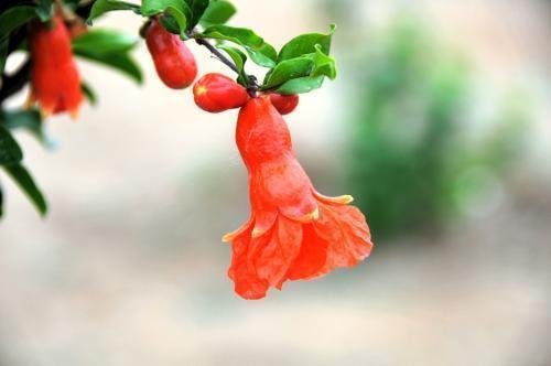 火红的石榴花，挂满枝头，点燃夏日激情