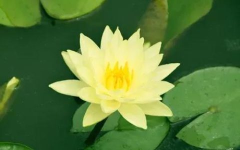 初心花卉怎么样，黄睡莲代表什么意思呢