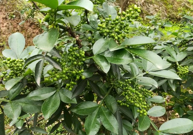 7月又将成熟，新鲜的花椒晒干后70元1斤，却有人拿它喂鸡，咋回事