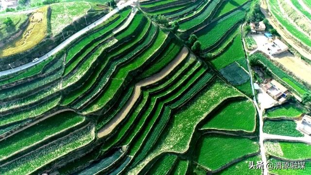 从“野药驯化”到种质溯源 构建道地中药材“中央厨房”?