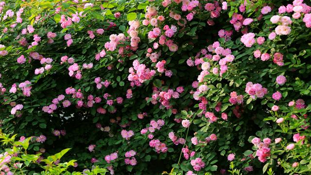 落花不是无情物，化作春泥更护花
