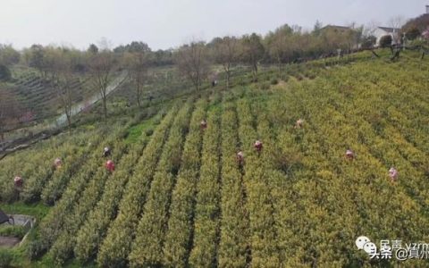扬州绿杨春茶叶怎么样，仪征绿杨新茶上市了吗