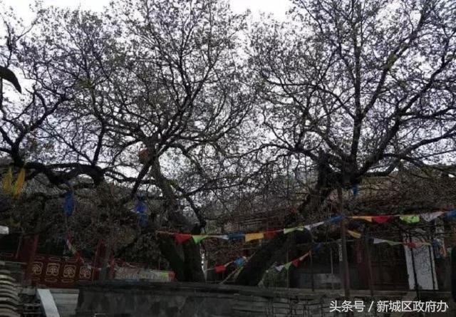 大青山地区寺庙文化