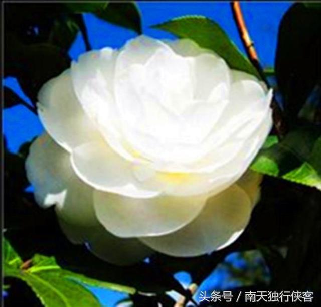 云南山茶花太牛了，既是云南省省花，也是昆明市市花