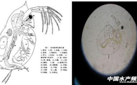 怎么样防治轮虫爆发，广泛分布在河蟹塘里的两种虫类是什么