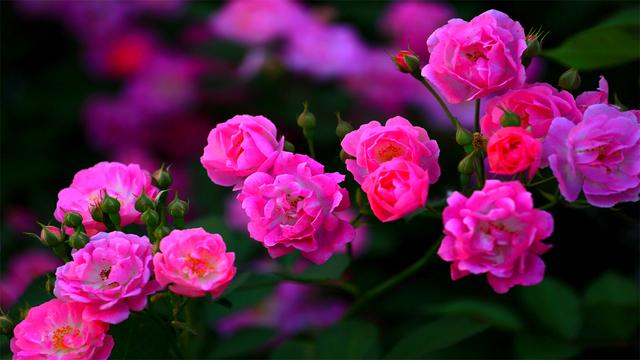 落花不是无情物，化作春泥更护花