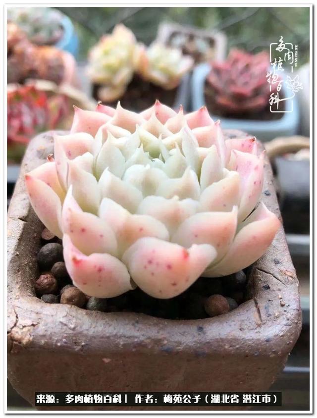 流年有肉可如诗（第五辑）