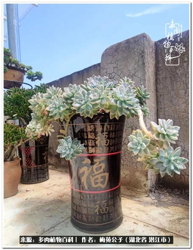 流年有肉可如诗（第五辑）