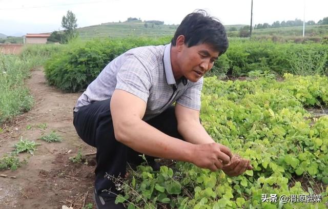 从“野药驯化”到种质溯源 构建道地中药材“中央厨房”?