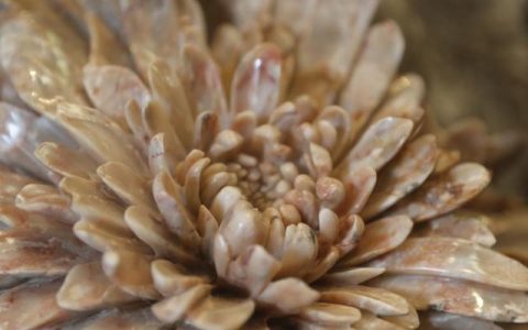 浏阳菊花石的美丽传奇