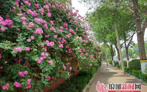 临沂桑提亚纳怎么样，临沂最美小路