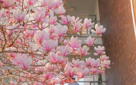 温州大学城市学院招生网(青岛城市学院招生网)