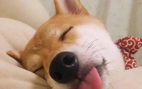 哈尼小熊推车怎么样，狗狗起名字大全洋气