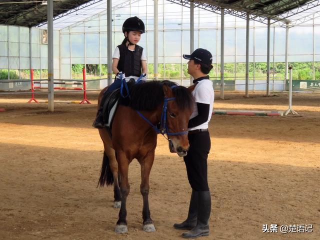 宁波三勤村这片田野，白鹭围着骏马走，不是草原却比西部草原还美