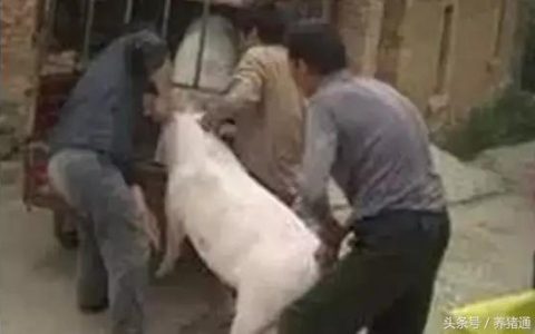 如何从一只小猪做起成功创业卖猪的经历故事