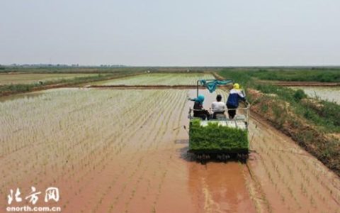 天津宁河大米怎么样，宁河大米多少钱一斤