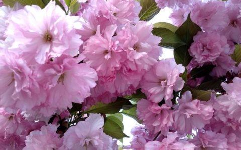 乐途铁菊花二代怎么样，石家庄二环骑行一圈多长时间