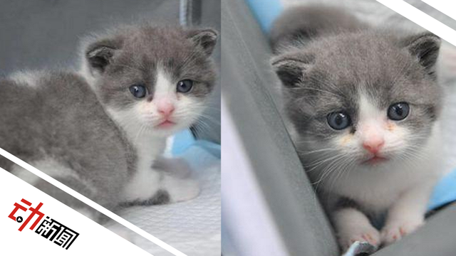 25万元克隆宠物猫，是“复活”还是“复制”？