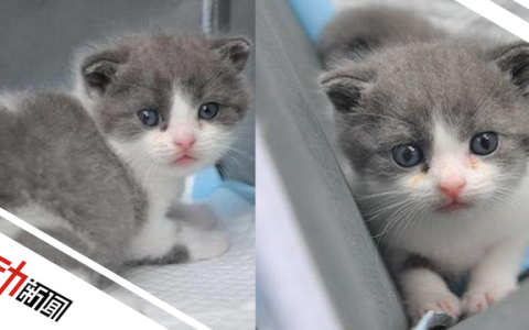 复制猫怎么样，克隆宠物猫多少钱一只
